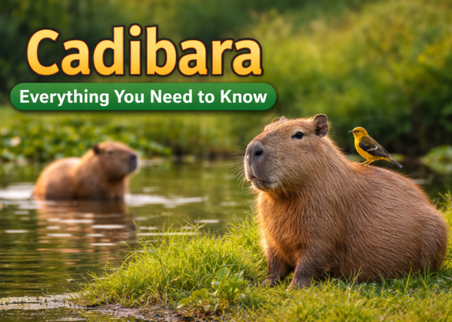 Cadibara: Everything You Need to Know About the World’s Most Fascinating Gentle Giant