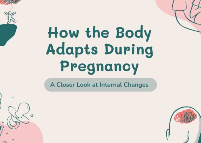 How the Body Adapts During Pregnancy: A Closer Look at Internal Changes