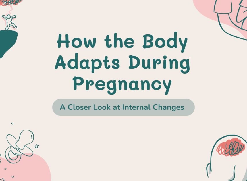 How the Body Adapts During Pregnancy: A Closer Look at Internal Changes